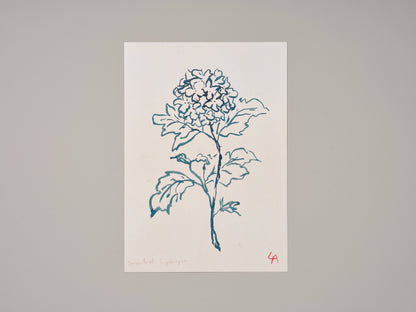 Hydrangea Art Print